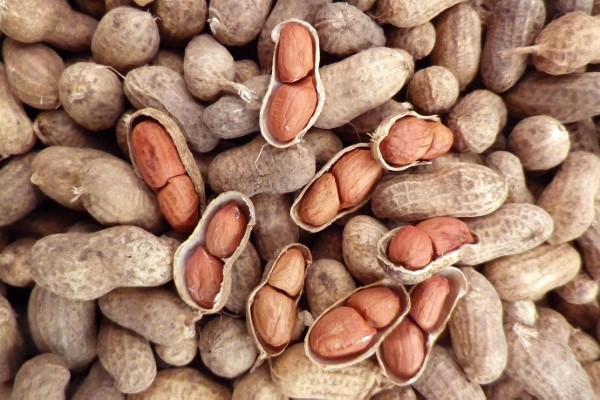 تصویر 2 از خرید و قیمت بادام زمینی بو داده + فروش صادراتی